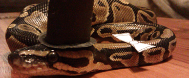 Go Jam Your Log Some Place&nbsp;Else