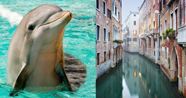 dolphinsinvenice-header